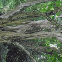 Ficus nymphaeifolia Mill.